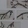 <strong>Palo Adán</strong><br>
				Técnica: Grabado sobre papel de algodón<br>
                Aguafuerte, Intaglio y Aguatinta 22 x 48 cms.<br>
                Placa individual 28 x 8 cms.<br>
                $100 Dólares